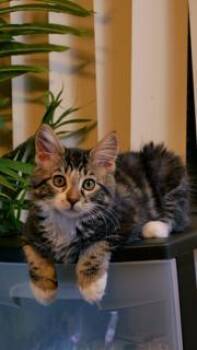 Stellar -  Maine Coon and Tabby Cat for Adoption in Parlier, California - Stellar | PetCurious
