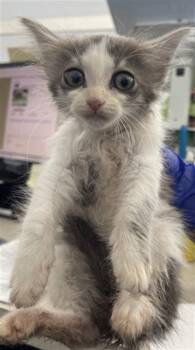 Domestic Short Hair Cats Available for Adoption in Dallas, Texas - LEXINGTON | PetCurious