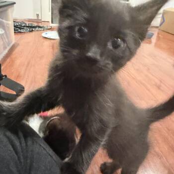 Lexus -  Domestic Short Hair Cat for Adoption in Tampa, Florida - Lexus | PetCurious