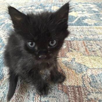 Eggo 15 -  Domestic Short Hair Cat for Adoption in Austin, Texas - Eggo 15 | PetCurious
