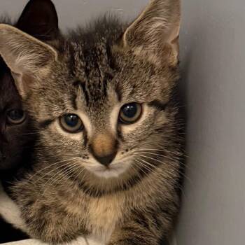 Fairmount kitten 3 -  Domestic Short Hair Cat for Adoption in Scituate, Massachusetts - Fairmount Kitten 3 | PetCurious