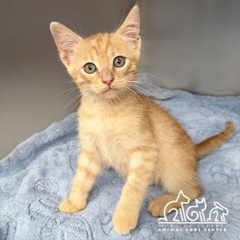 Domestic Short Hair Cats Available for Adoption in Irvine, California - IMANI | PetCurious