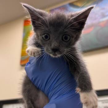 Thread -  Domestic Medium Hair Cat for Adoption in Lynchburg, Virginia - Thread | PetCurious