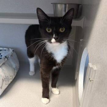 Calla -  Domestic Short Hair Cat for Adoption in Washougal, Washington - Calla | PetCurious