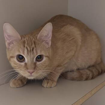 Domestic Short Hair Cats Available for Adoption in Las Vegas, Nevada - Katsu | PetCurious
