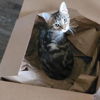 Selah -  Domestic Short Hair Cat Available for Adoption in Verona, Wisconsin - Selah | PetCurious
