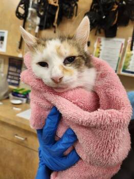 Rescue Domestic Long Hair Cats for Adoption in Aliquippa, Pennsylvania - SWEETIE | PetCurious