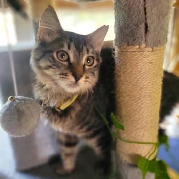 Cougar -  Domestic Medium Hair Cat for Adoption in New Washoe City, Nevada - Cougar | PetCurious