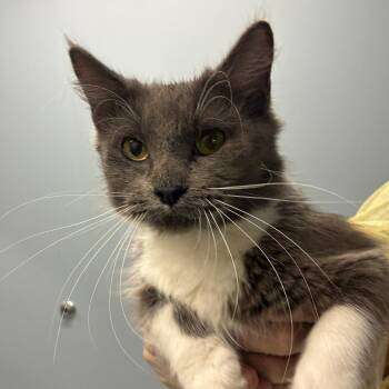 Splunge -  Domestic Medium Hair Cat for Adoption in Oak Park, Illinois - Splunge | PetCurious