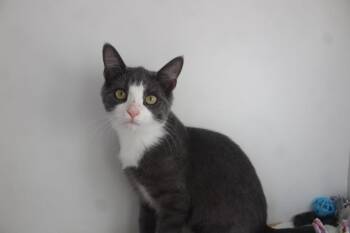 Karen Smith -  Domestic Short Hair Cat for Adoption in Chestertown, Maryland - Karen Smith | PetCurious
