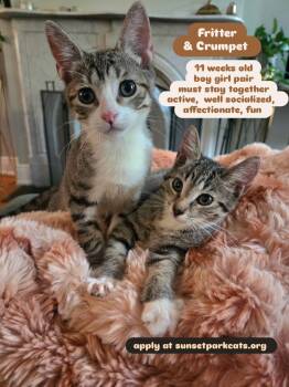 Fritter & Crumpet -  Domestic Short Hair Cat for Adoption - Fritter & Crumpet | PetCurious