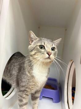 Pixel (N Roan) -  Domestic Short Hair Cat for Adoption in Johnson City, Tennessee - Pixel (N Roan) | PetCurious