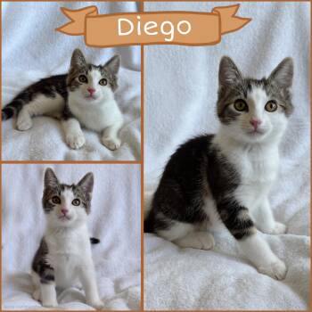 Diego -  Tabby Cat for Adoption in Oakley, California - Diego | PetCurious