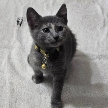 Syrup -  Domestic Short Hair Cat for Adoption in Carmel, Indiana - Syrup | PetCurious