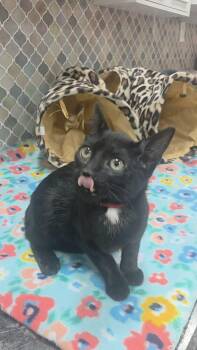 Rescue Bombay Cats for Adoption in Norwich, Connecticut - Rose | PetCurious