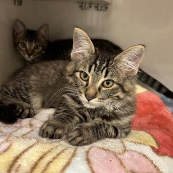 Mynie -  Domestic Short Hair Cat for Adoption in Redwood City, California - Mynie | PetCurious
