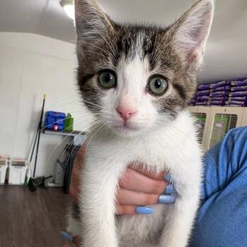 Domestic Short Hair Cats Available for Adoption in Tulsa, Oklahoma - Tor | PetCurious