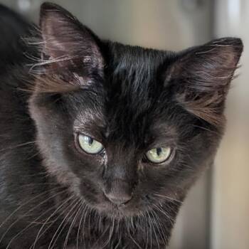 Ferrari -  Domestic Medium Hair Cat for Adoption in Jefferson, Wisconsin - Ferrari | PetCurious