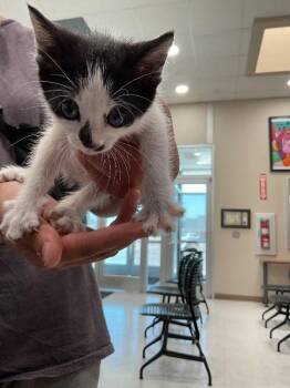 Suzy -  Domestic Short Hair Cat for Adoption in Hobbs, New Mexico - Suzy | PetCurious
