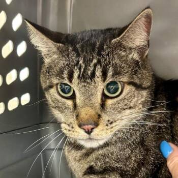 Rocky -  Domestic Short Hair Cat Available for Adoption in Boston, Massachusetts - Rocky | PetCurious