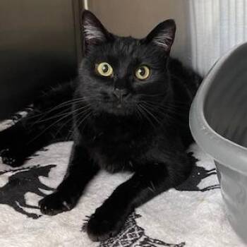 American Shorthair Cats Available for Adoption - Cora | PetCurious