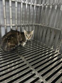 Rescue Domestic Short Hair Cats for Adoption in Fairfield, Illinois - Zinnia | PetCurious