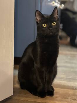 Rescue Domestic Short Hair Cats for Adoption in Hanson, Massachusetts - Moon (shy But Sweet 6 Month Old. $200 Fee) | PetCurious