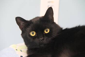 Henry -  Domestic Short Hair Cat Available for Adoption in Norton, Massachusetts - Henry | PetCurious