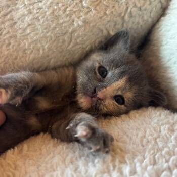 Petunia -  Domestic Short Hair Cat for Adoption in Pasadena, California - Petunia | PetCurious