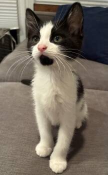 Horseweed - The Weeds Litter -  Domestic Short Hair Cat for Adoption in Norwalk, Connecticut - Horseweed - The Weeds Litter | PetCurious