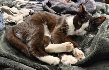 Zagnut -  Domestic Short Hair Cat for Adoption in Greenwood, Indiana - Zagnut | PetCurious