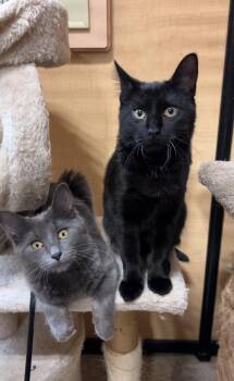 Milo (bonded with Luna 2) -  Domestic Short Hair Cat for Adoption in Port Barrington, Illinois - Milo (bonded With Luna 2) | PetCurious