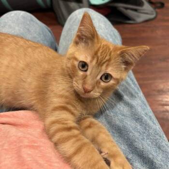 Rusty -  Domestic Short Hair Cat for Adoption in Kenosha, Wisconsin - Rusty | PetCurious