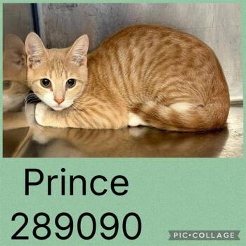 PRINCE -  Domestic Short Hair Cat for Adoption in Macon, Georgia - PRINCE | PetCurious