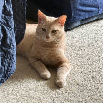 Mellow -  Domestic Short Hair Cat for Adoption in Green Bay, Wisconsin - Mellow | PetCurious