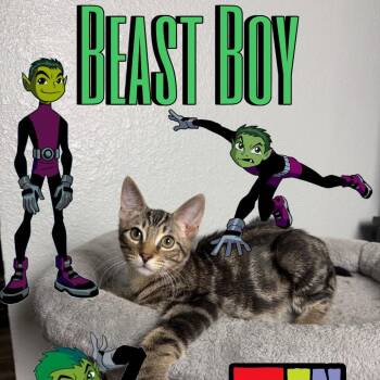 Beast Boy -  Domestic Short Hair Cat for Adoption in League City, Texas - Beast Boy | PetCurious