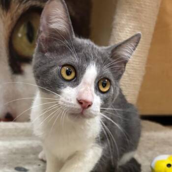 Shortcake -  Domestic Short Hair Cat for Adoption in Los Angeles, California - Shortcake | PetCurious