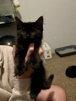 Gyokuyo -  Domestic Medium Hair Cat for Adoption - Gyokuyo | PetCurious