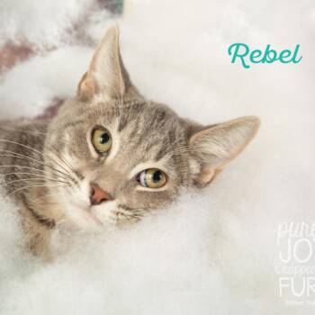 Rescue Domestic Medium Hair Cats for Adoption in Springfield, Missouri - Rebel | PetCurious