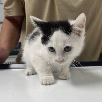 Patches -  Domestic Short Hair Cat for Adoption in Canton, Illinois - Patches | PetCurious