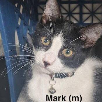 Mark -  Domestic Short Hair and Tuxedo Cat for Adoption in Saugerties, New York - Mark | PetCurious