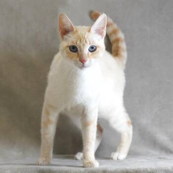 Ravioli -  Domestic Short Hair and Siamese Cat for Adoption in Sunnyvale, California - Ravioli | PetCurious