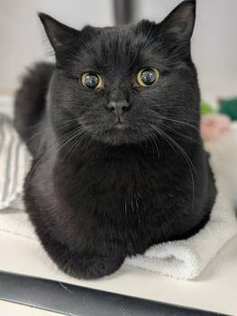 British Shorthair and Domestic Short Hair Cats Available for Adoption - Ti | PetCurious