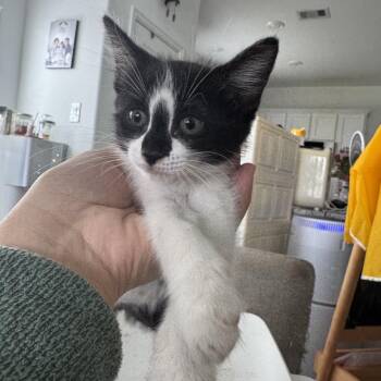 Domestic Medium Hair Cats Available for Adoption in Park Row, Texas - Lauren | PetCurious