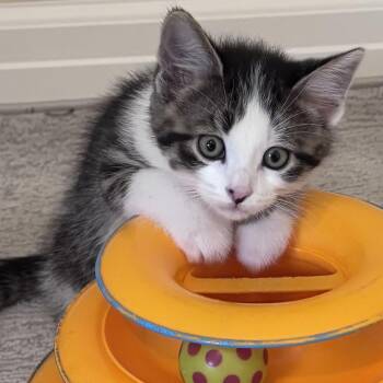 Kenny Powers -  Tabby Cat Available for Adoption in Lake Orion, Michigan - Kenny Powers | PetCurious