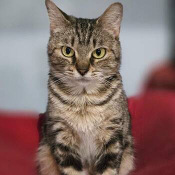 Maude -  Domestic Short Hair Cat for Adoption in Concord, New Hampshire - Maude | PetCurious