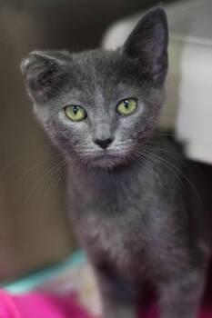 Rescue Domestic Short Hair Cats for Adoption in Calhoun, Kentucky - Evangeline | PetCurious