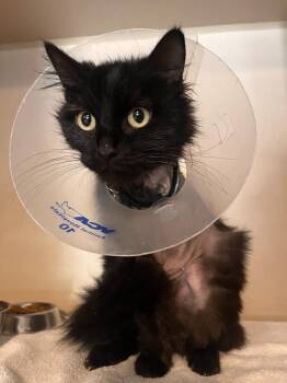 Domestic Medium Hair Cats Available for Adoption in Los Angeles, California - Dottie | PetCurious