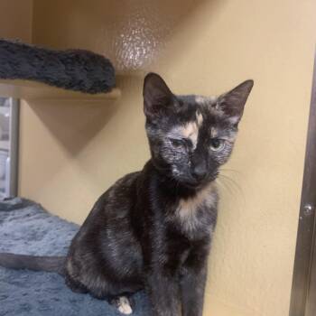 Marigold -  Domestic Short Hair Cat for Adoption in Port Jefferson Station, New York - Marigold | PetCurious