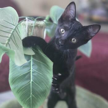 Midnight -  Domestic Short Hair Cat for Adoption in Los Angeles, California - Midnight | PetCurious